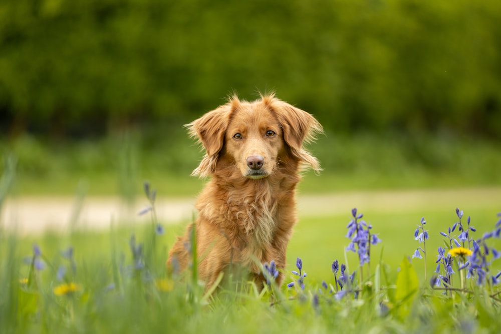 a brown dog standing in a field of blue flowers