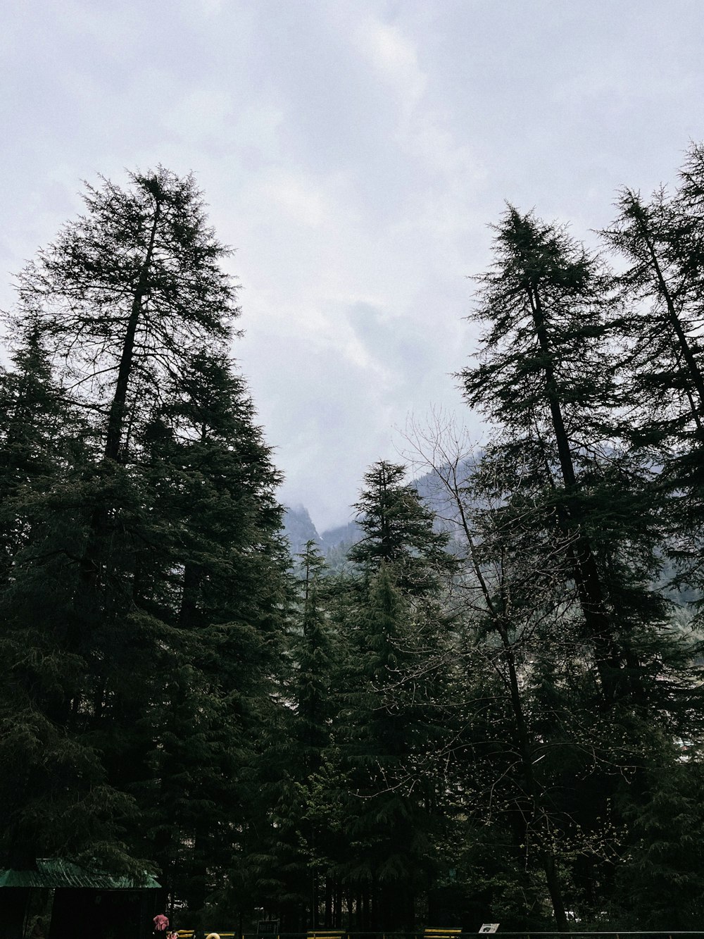 a group of people standing in the middle of a forest