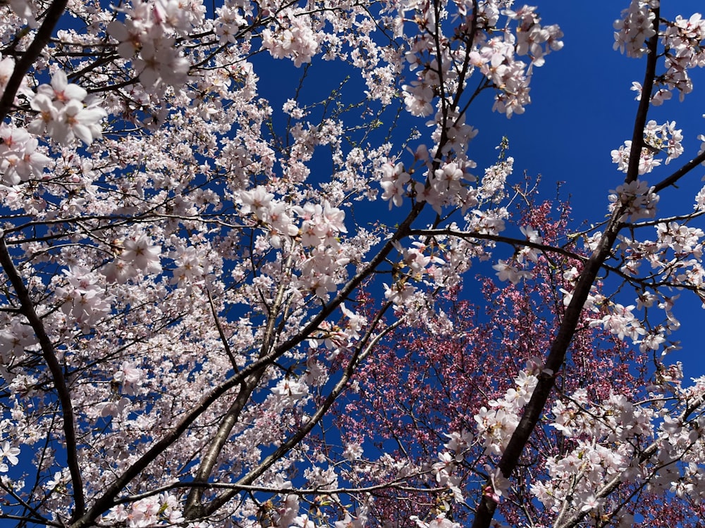 the branches of a tree with white flowers against a blue sky