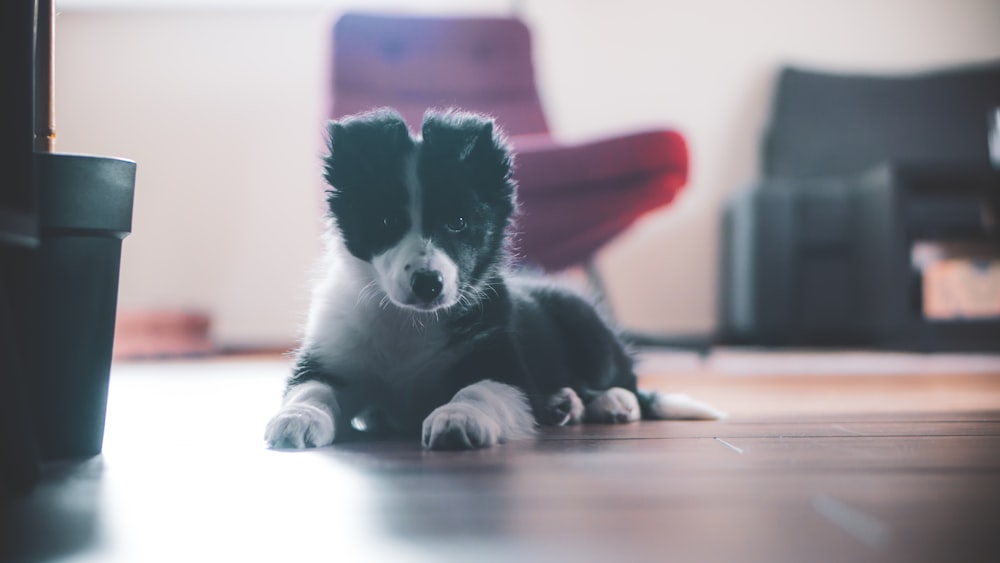 a small black and white dog laying on the floor