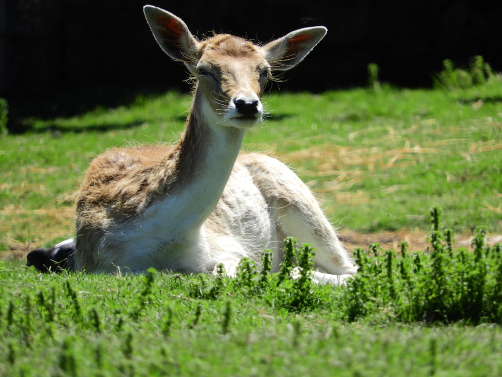 a deer laying down in a grassy field
