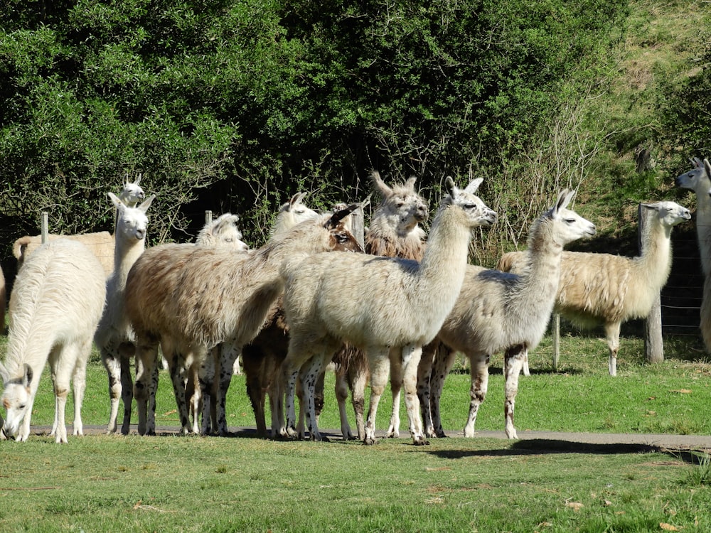 a group of llamas are standing in a field