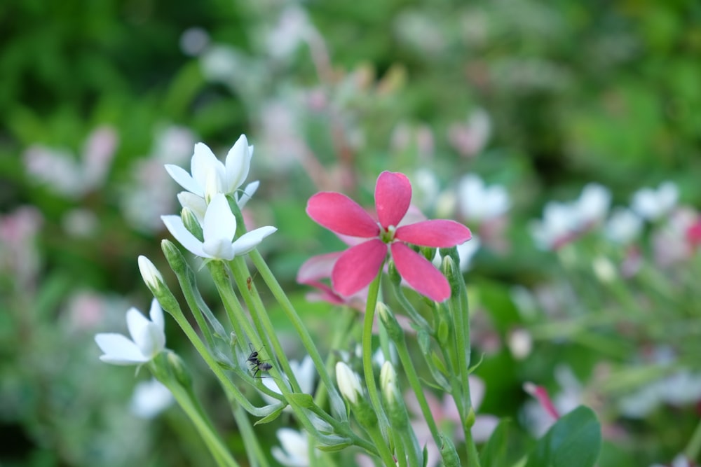 a bunch of flowers that are in the grass