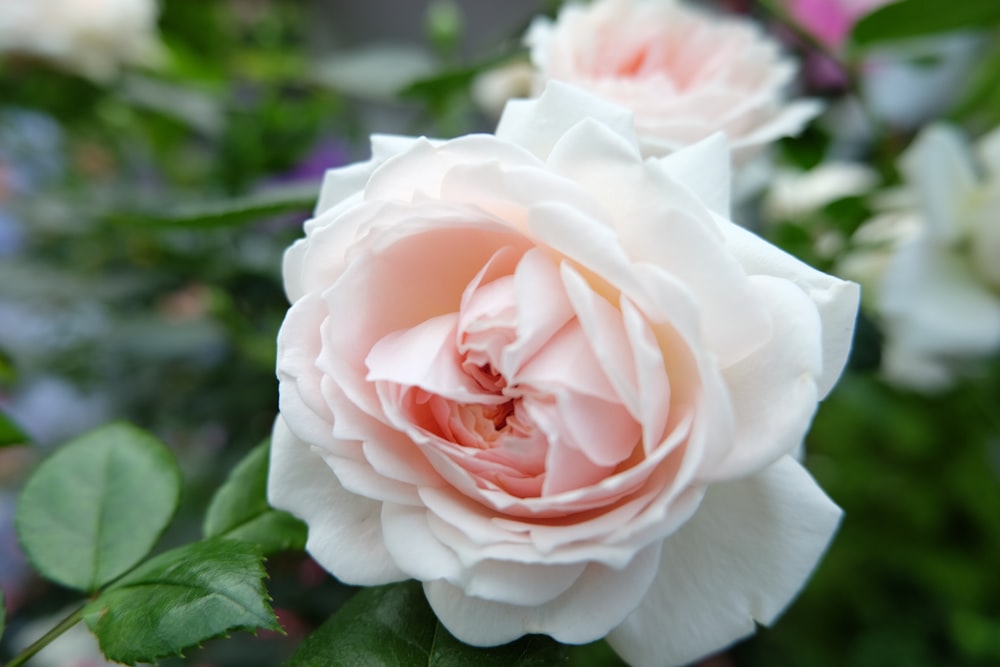 a close up of a pink rose with green leaves