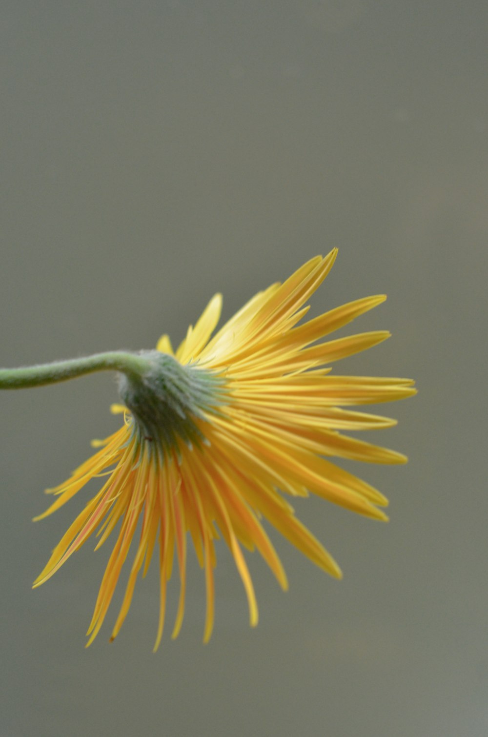 a close up of a yellow flower with water in the background