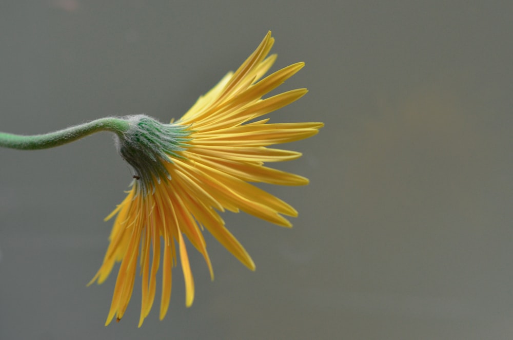 a close up of a yellow flower with water in the background