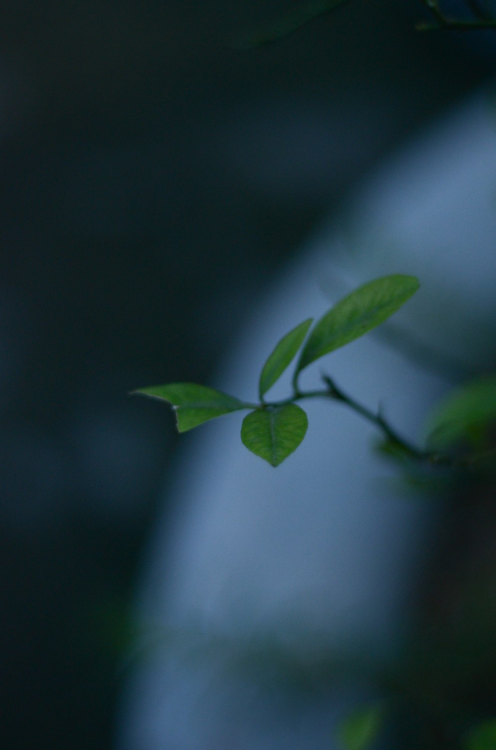 a branch with green leaves on a blurry background