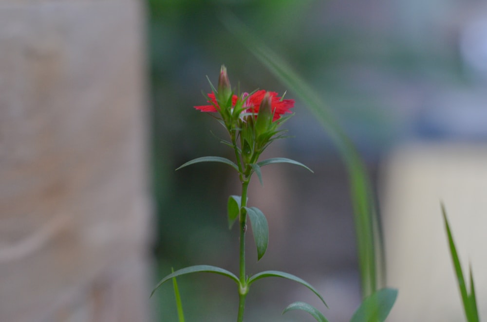 a small red flower sitting on top of a green plant