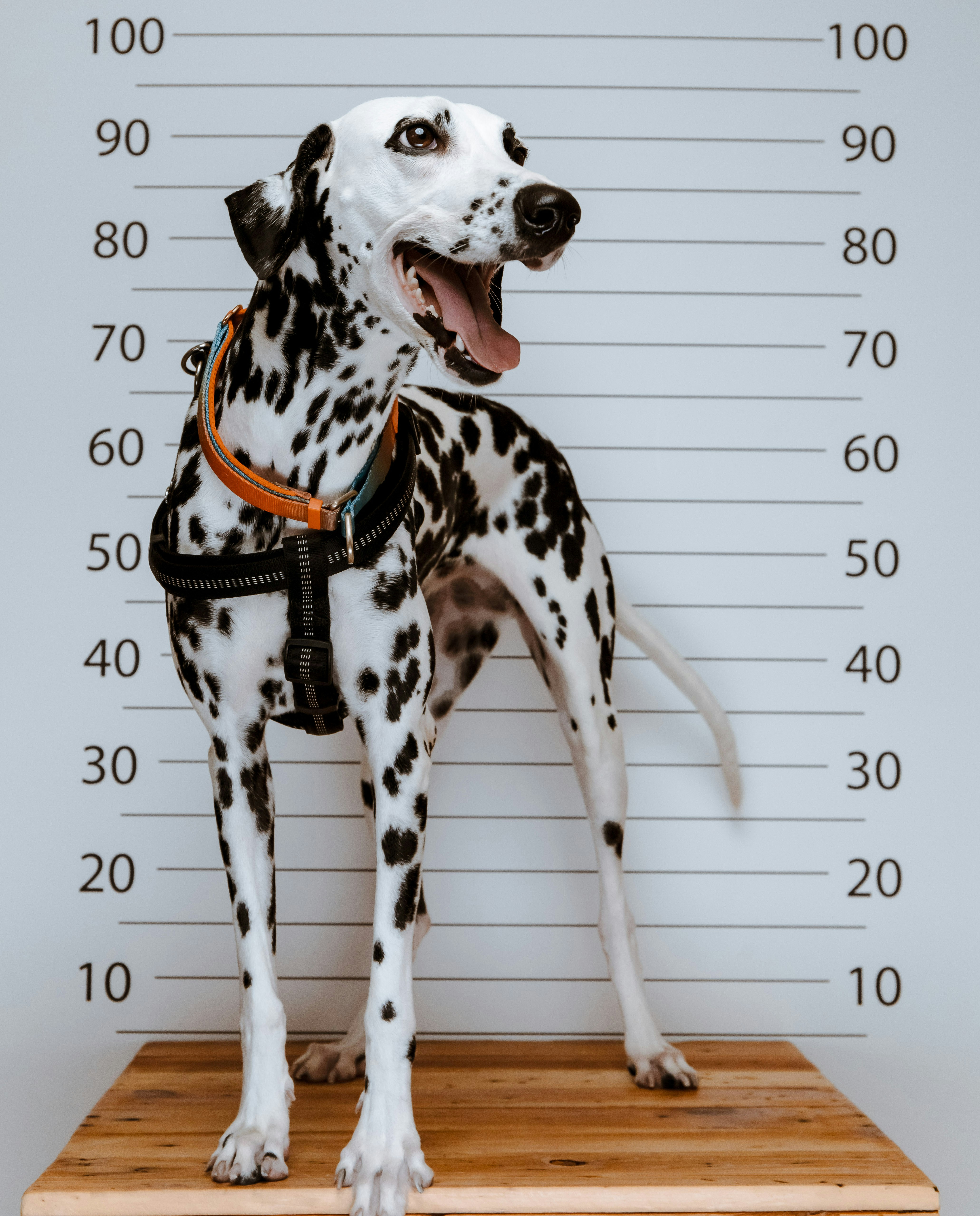 a mug shot of a dalmatian dog
