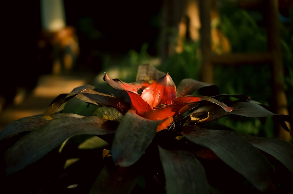 a close up of a flower on a plant