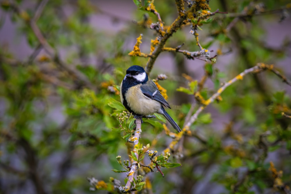 a small bird perched on a branch of a tree