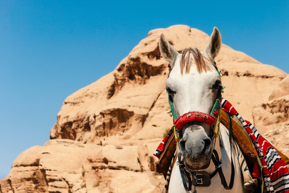 a white horse with a saddle standing in front of a mountain