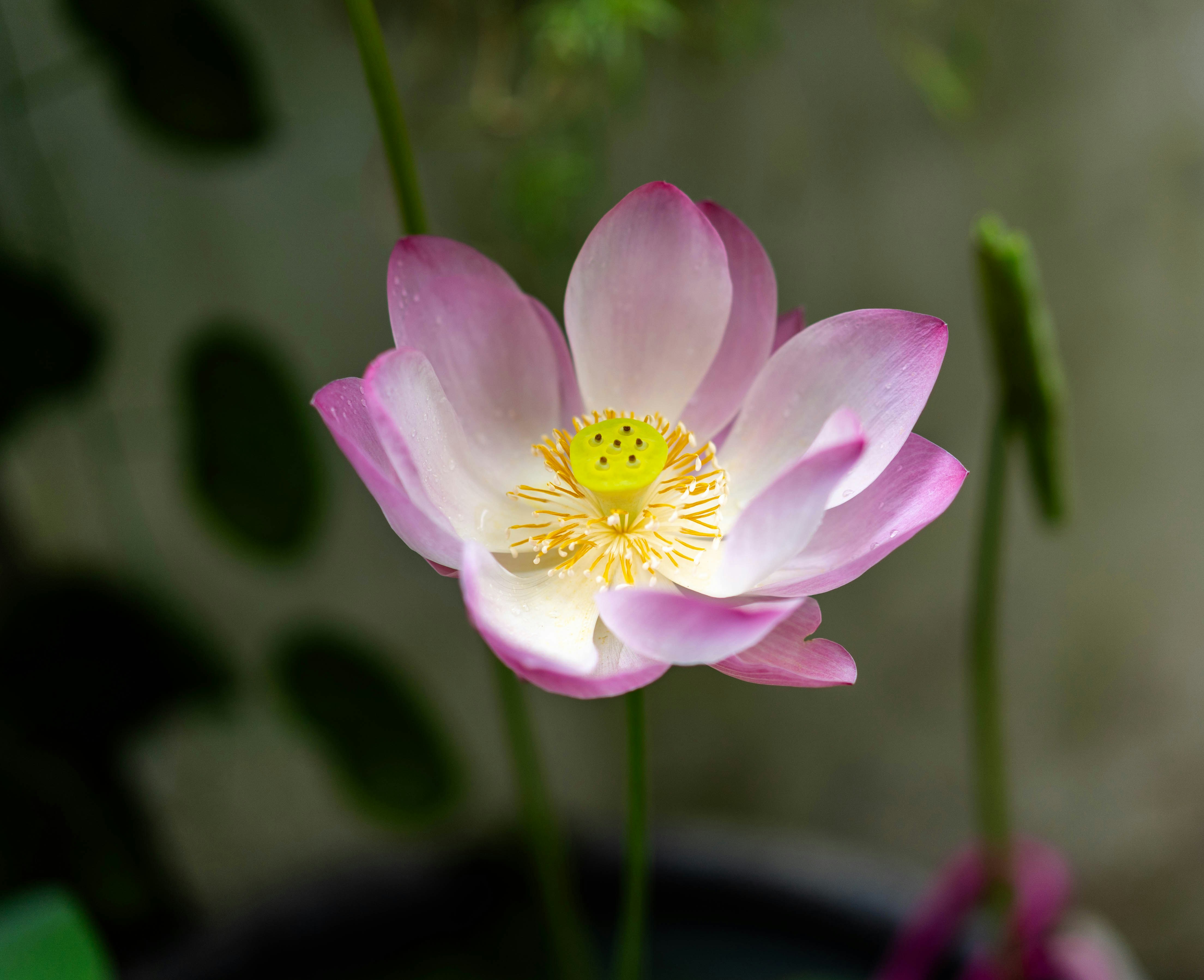 Photo by mrthetkhine