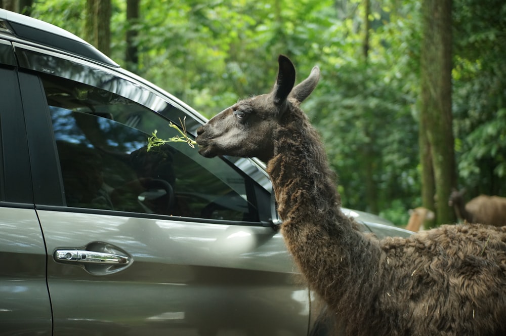 a llama eating grass out of a car window