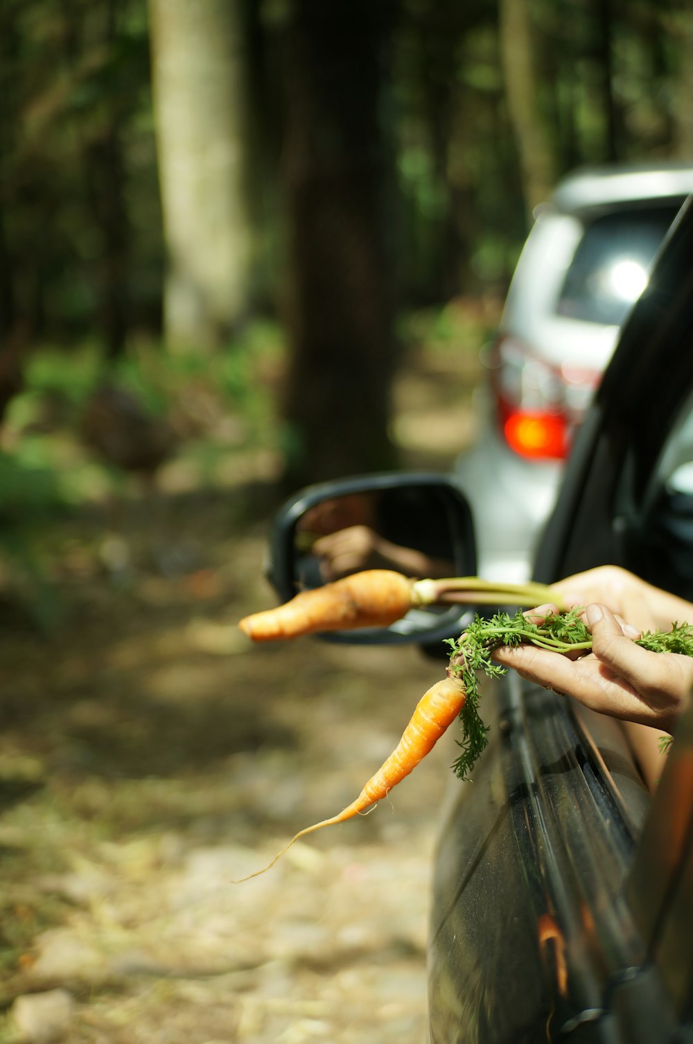 a person holding carrots out of a car window