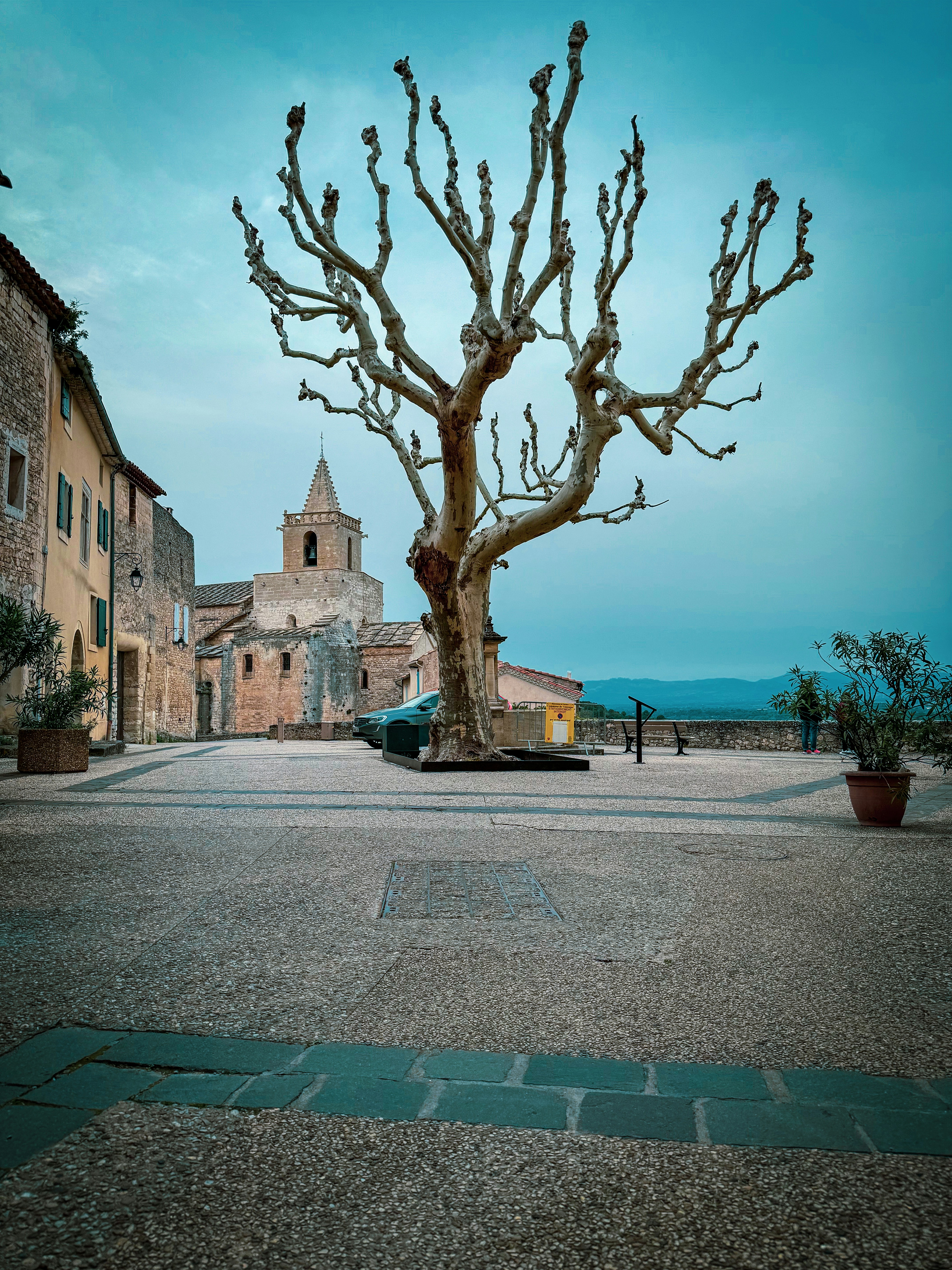 誰もいない通りの真ん中にある木