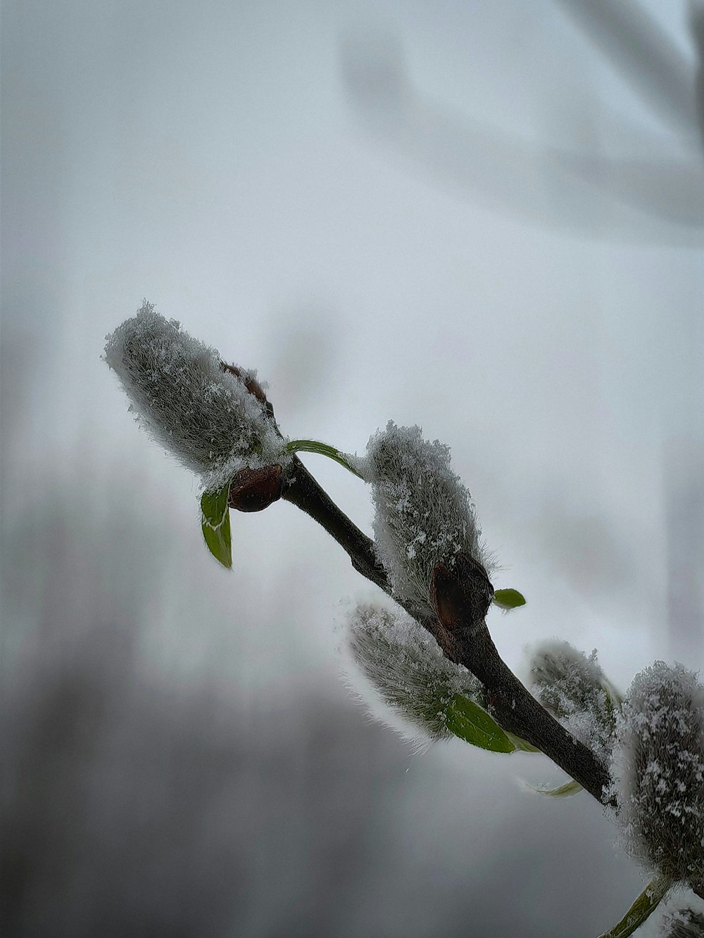 a tree branch with some snow on it