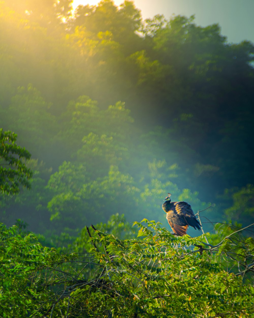 a bird perched on top of a tree branch