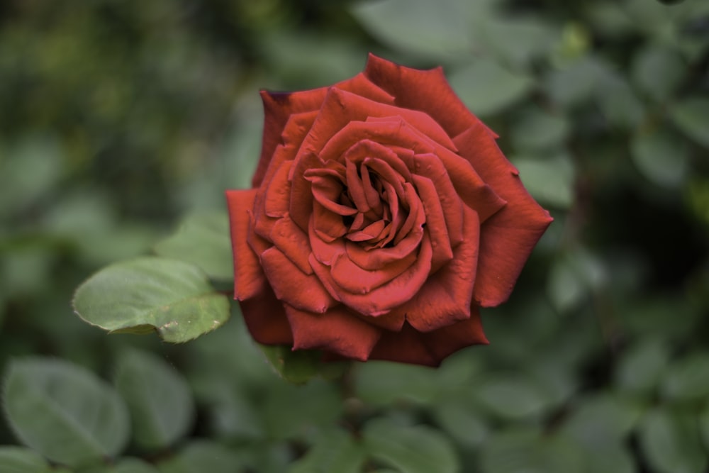 a red rose with green leaves in the background