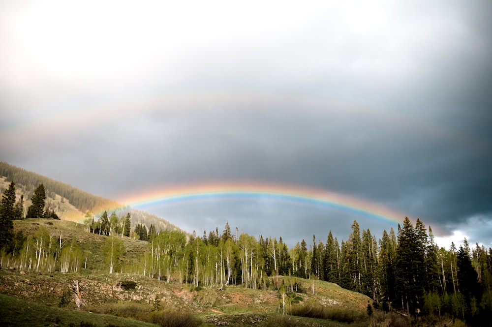 a rainbow is seen in the sky over a forest