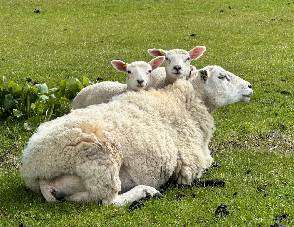 a group of sheep laying on top of a lush green field