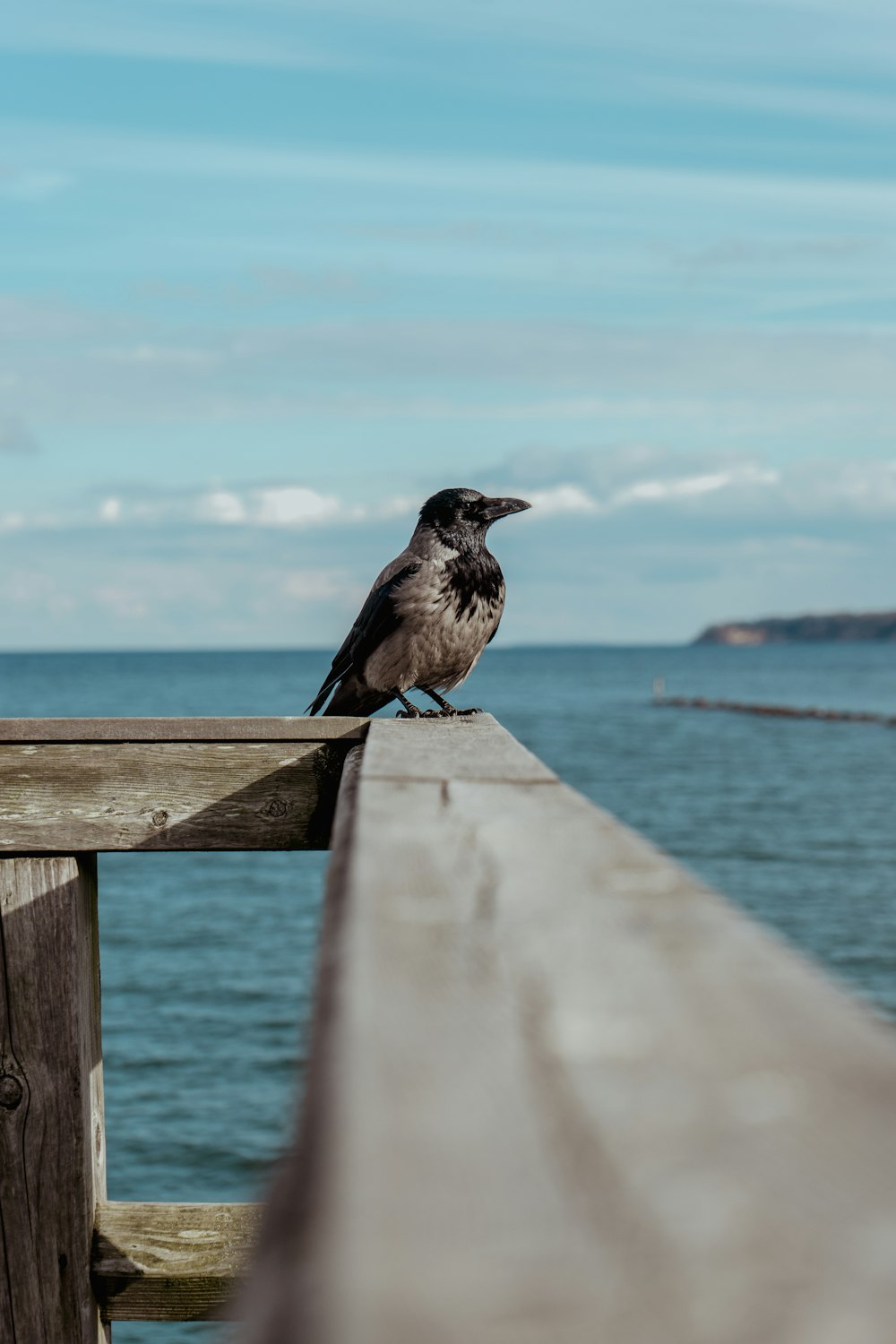 a black bird sitting on a wooden pier