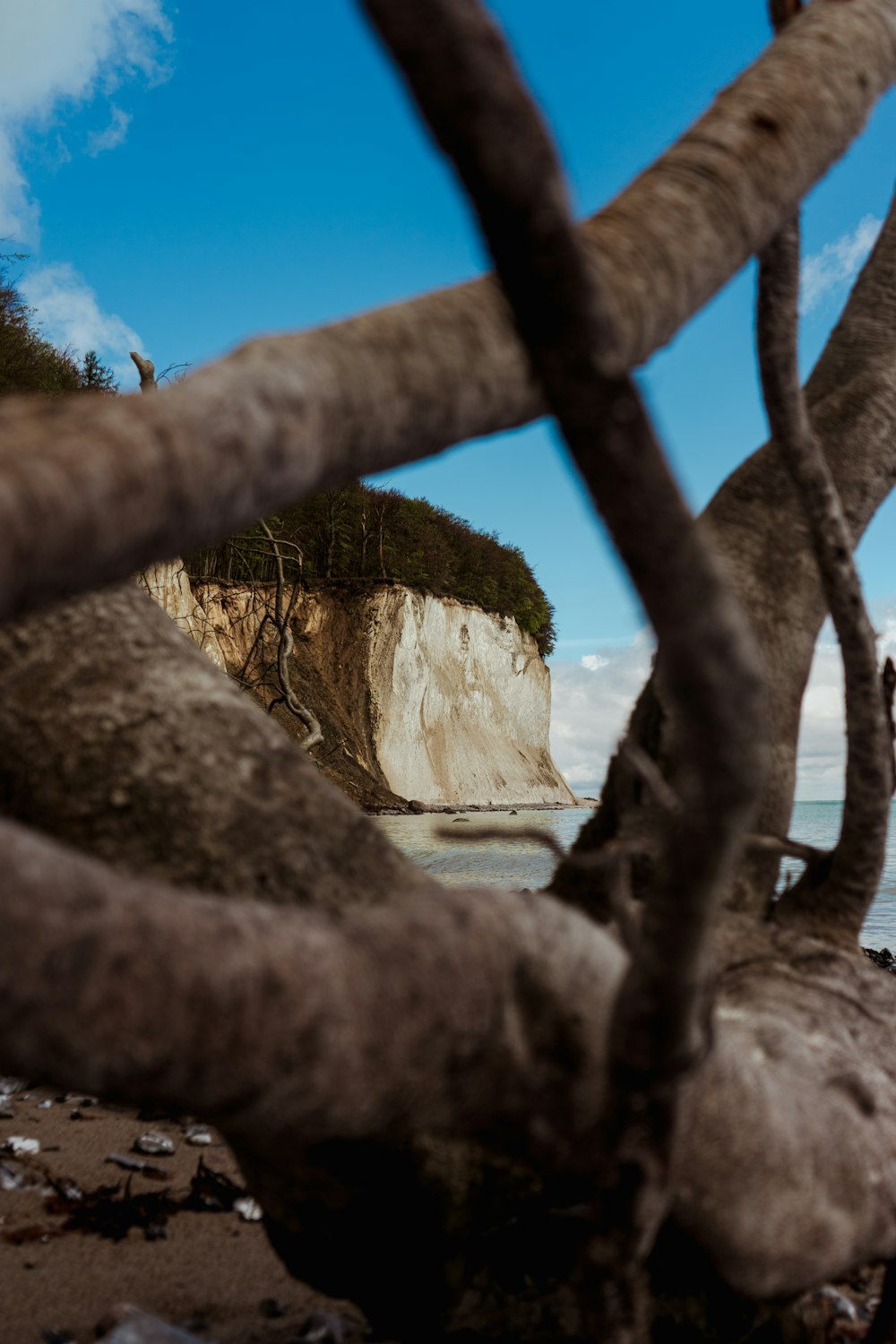 a view of a beach through a tree branch