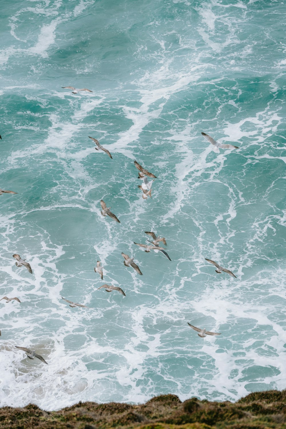 a flock of birds flying over the ocean