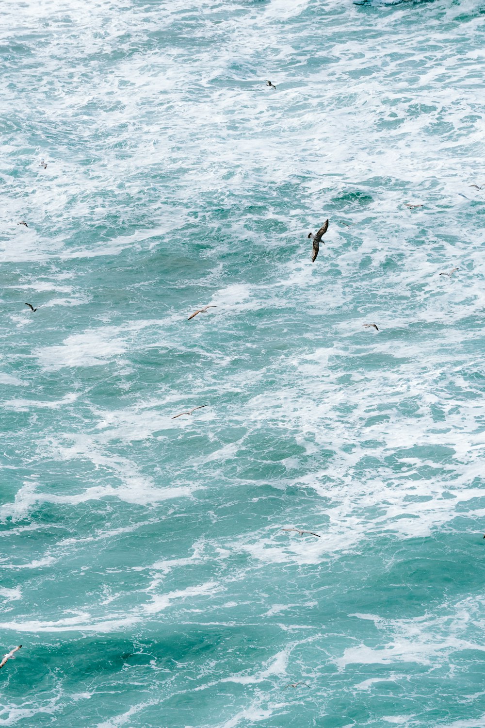 a flock of birds flying over the ocean