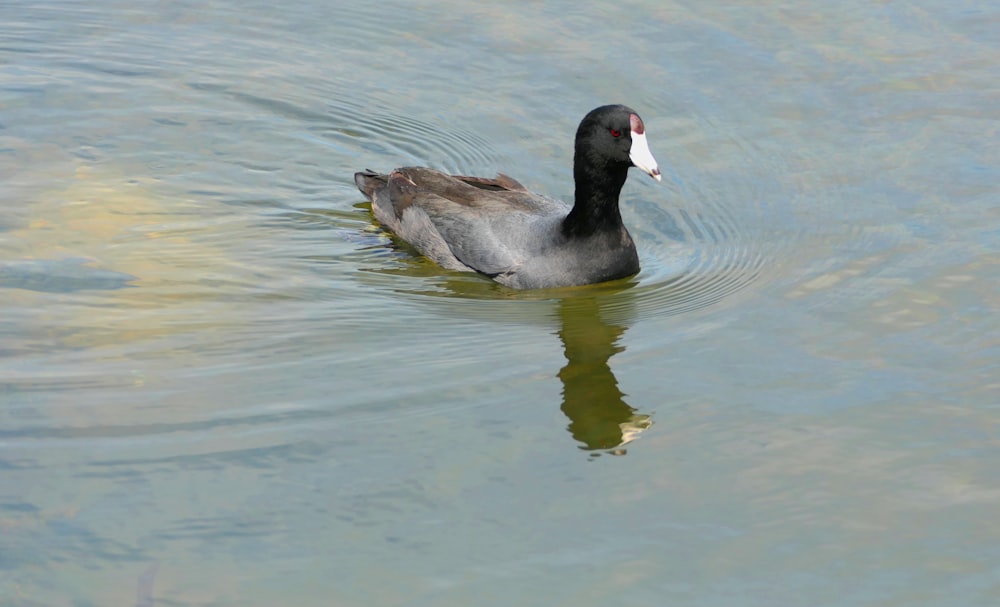 a duck floating on top of a body of water