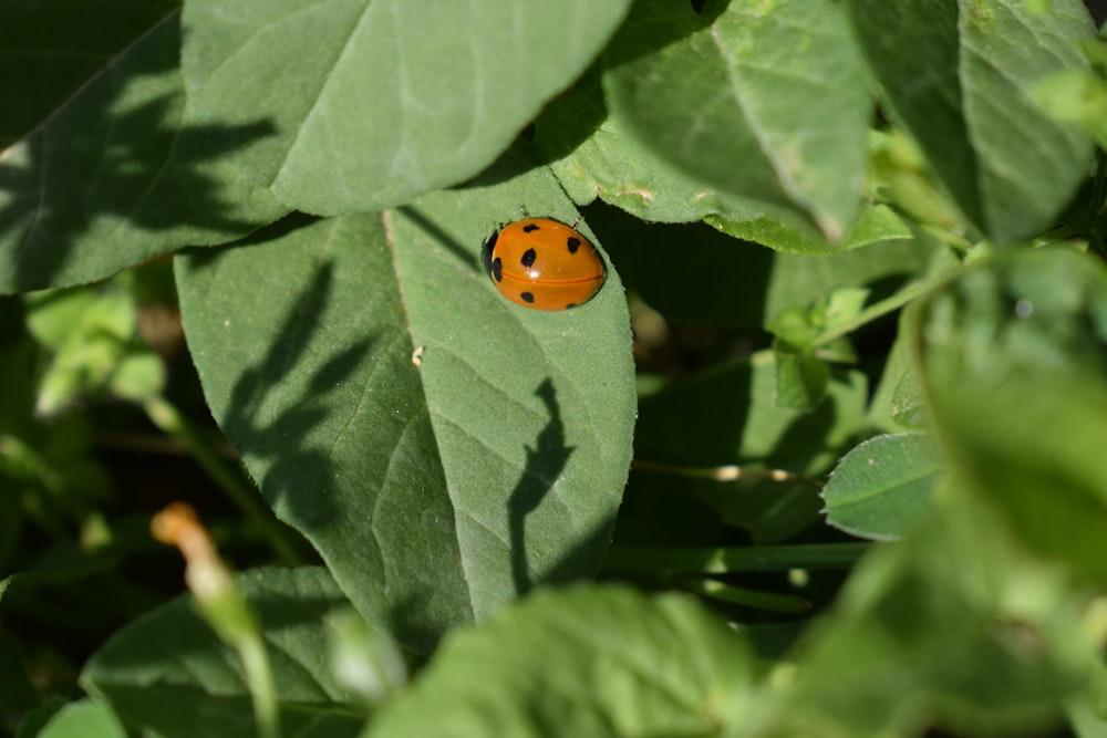 a lady bug sitting on top of a green leaf