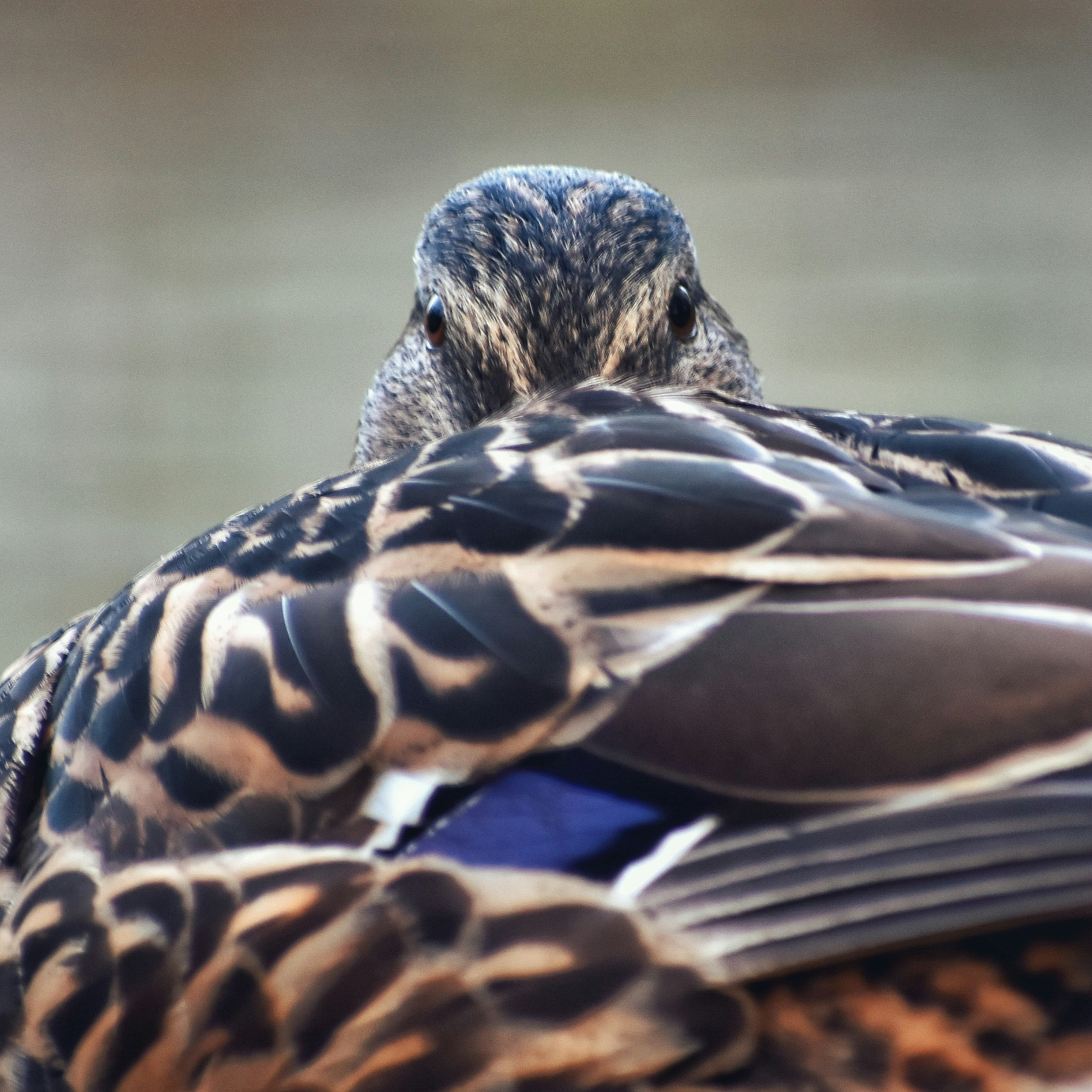 a close up of a bird with a blurry background