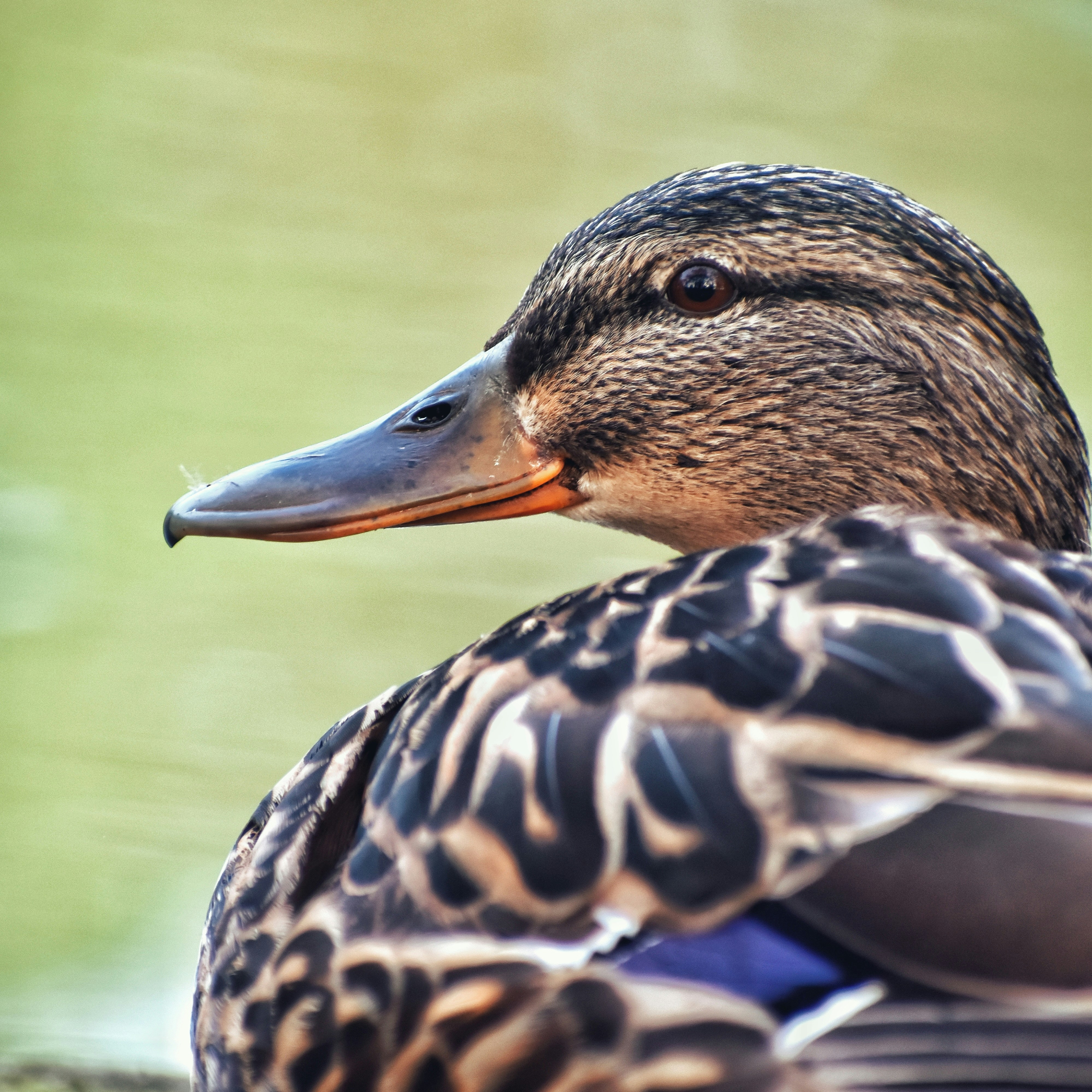 a close up of a duck near a body of water