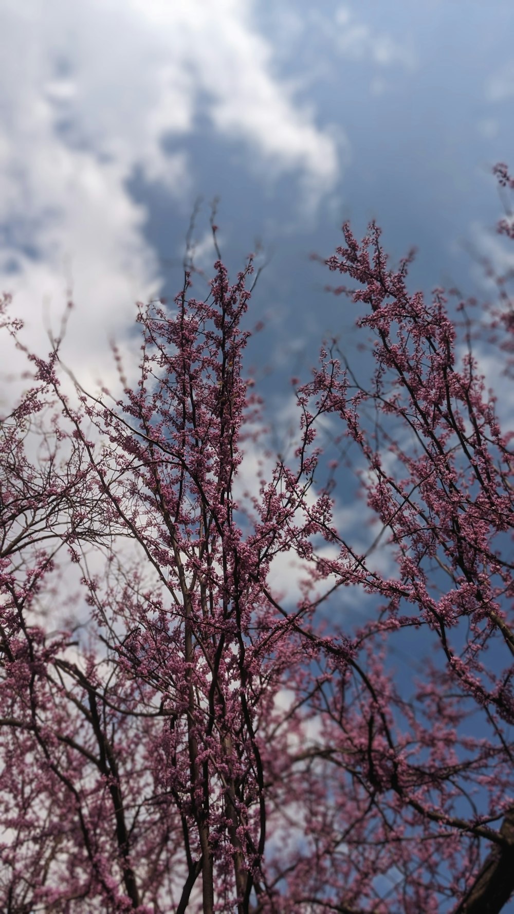 a tree with pink flowers in front of a cloudy sky