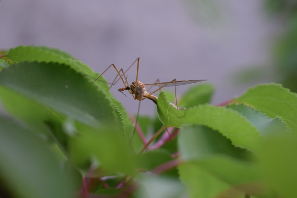 a mosquito sitting on top of a green leaf