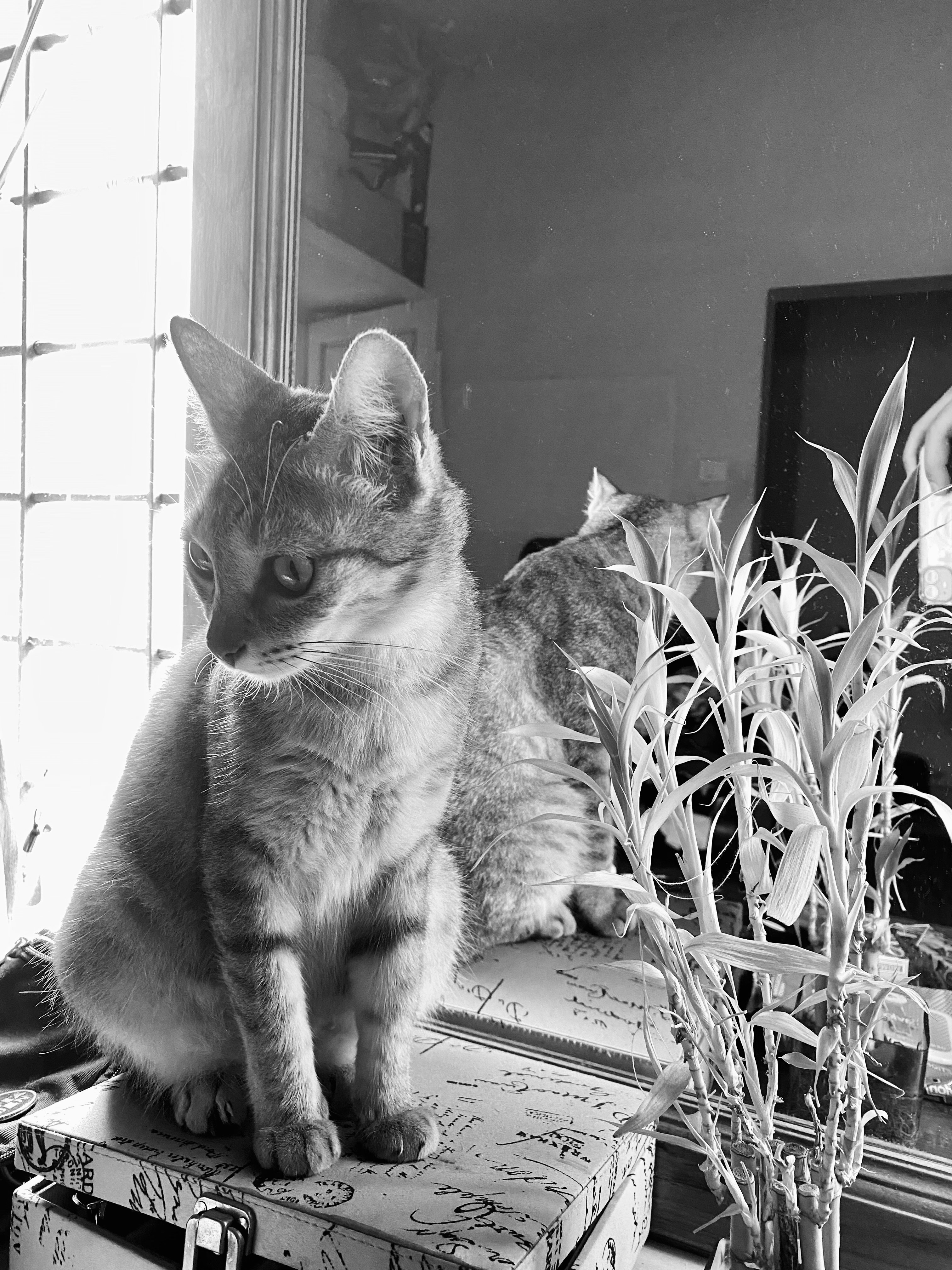 a cat sitting on top of a box next to a plant