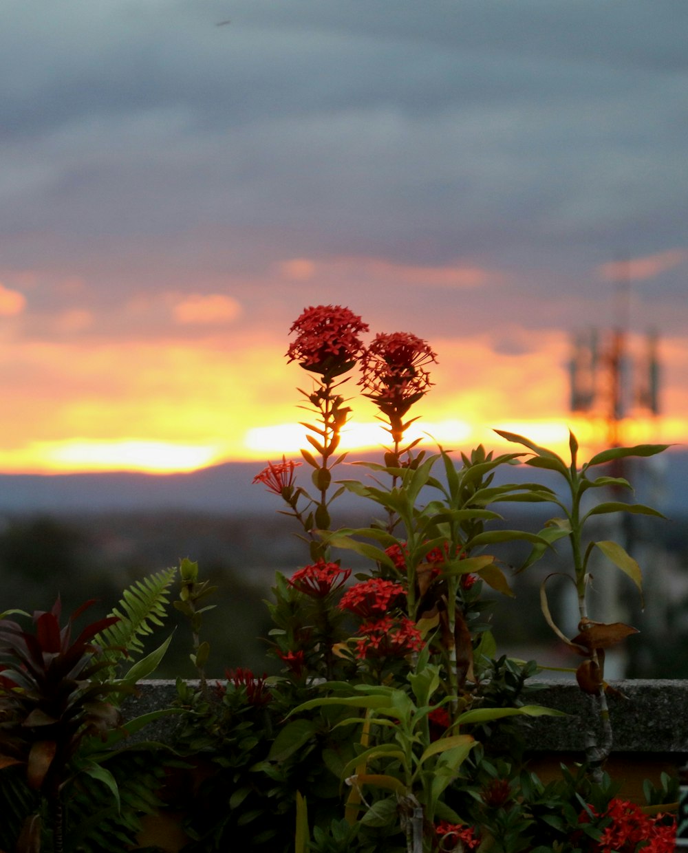 the sun is setting over a city with flowers in the foreground