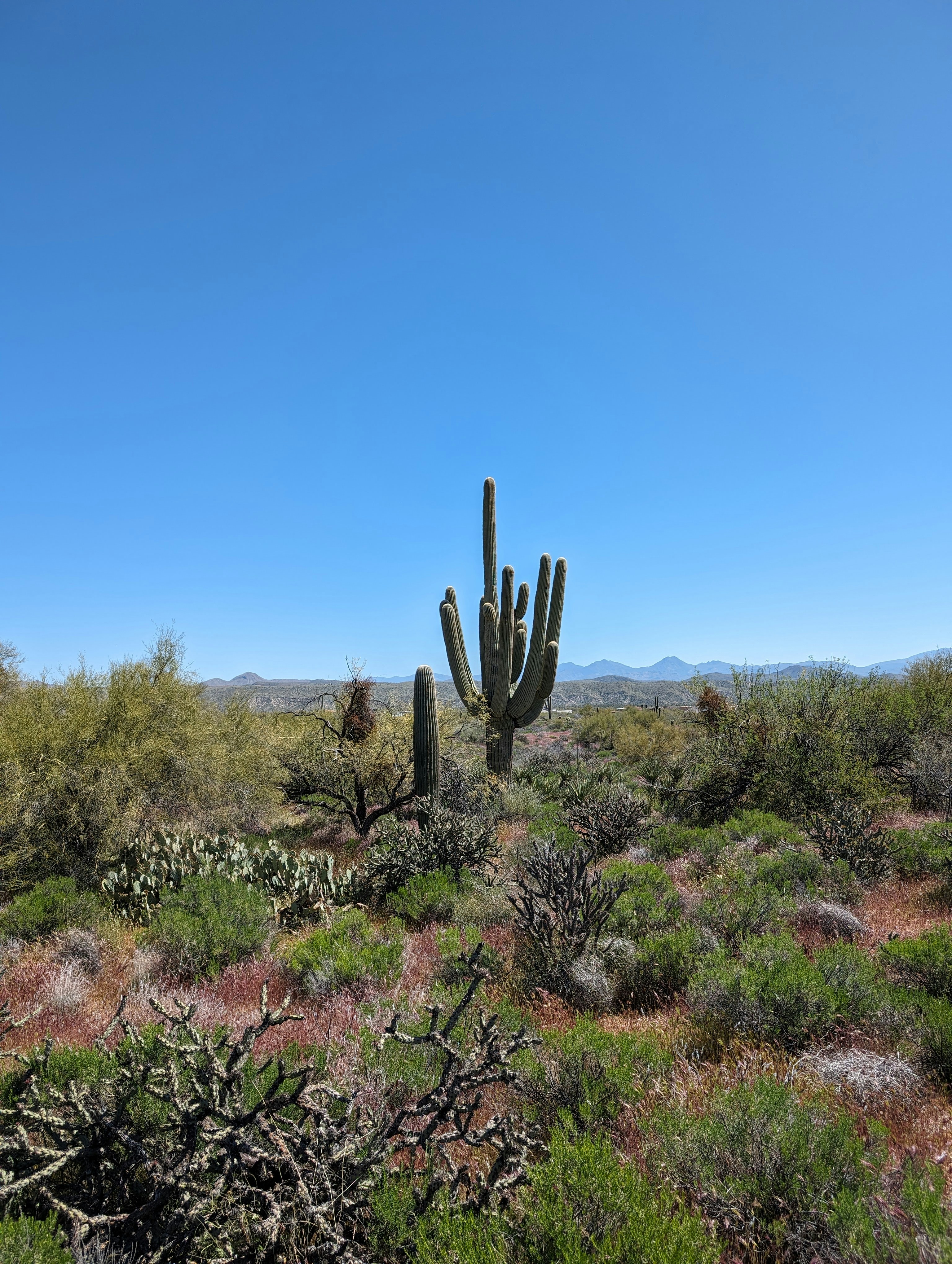 Photo by flukestarbucker