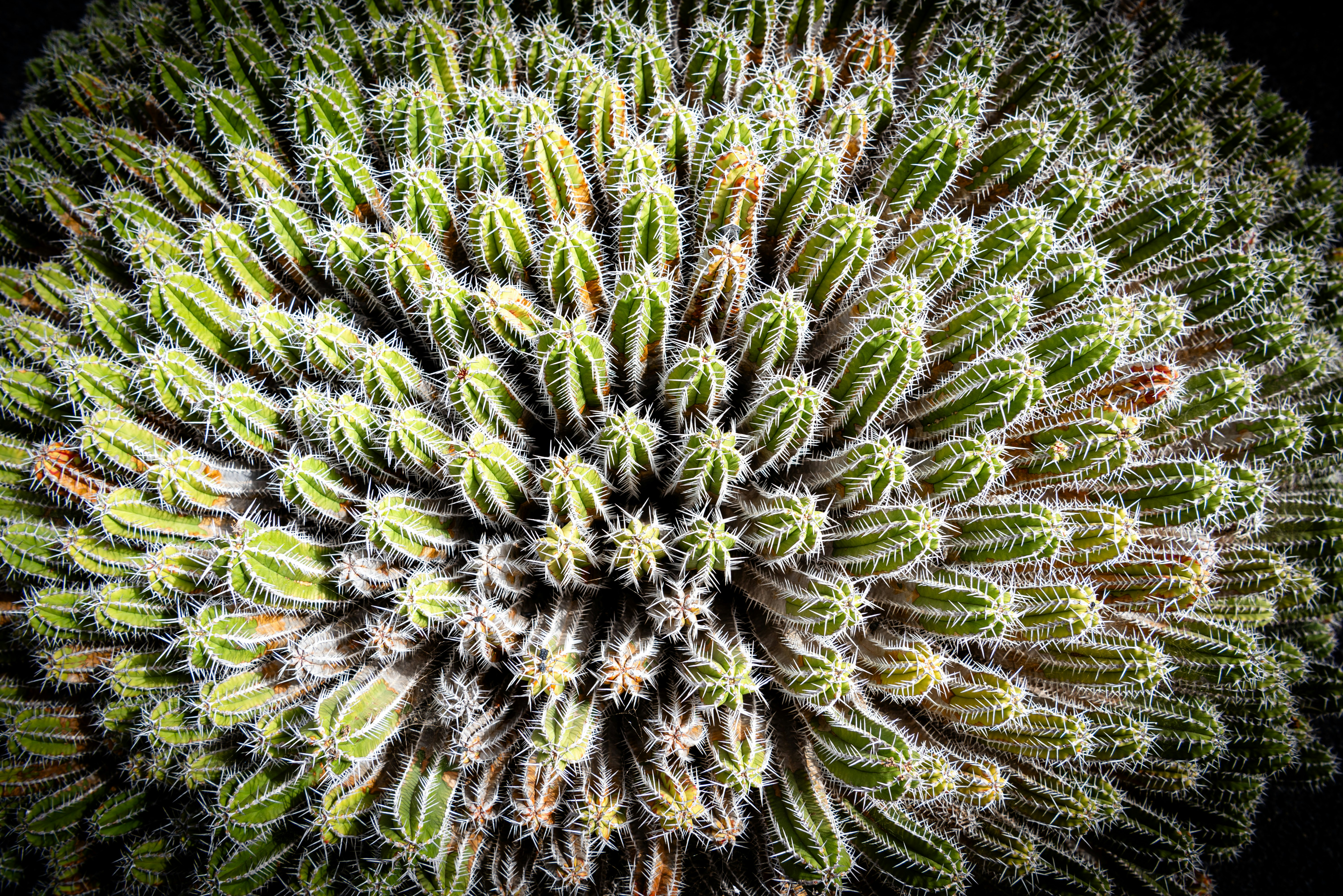 a close up view of a cactus plant