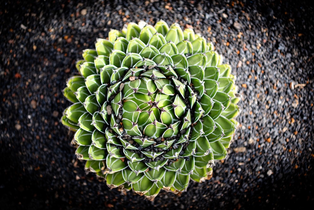 a close up of a green plant on a black surface