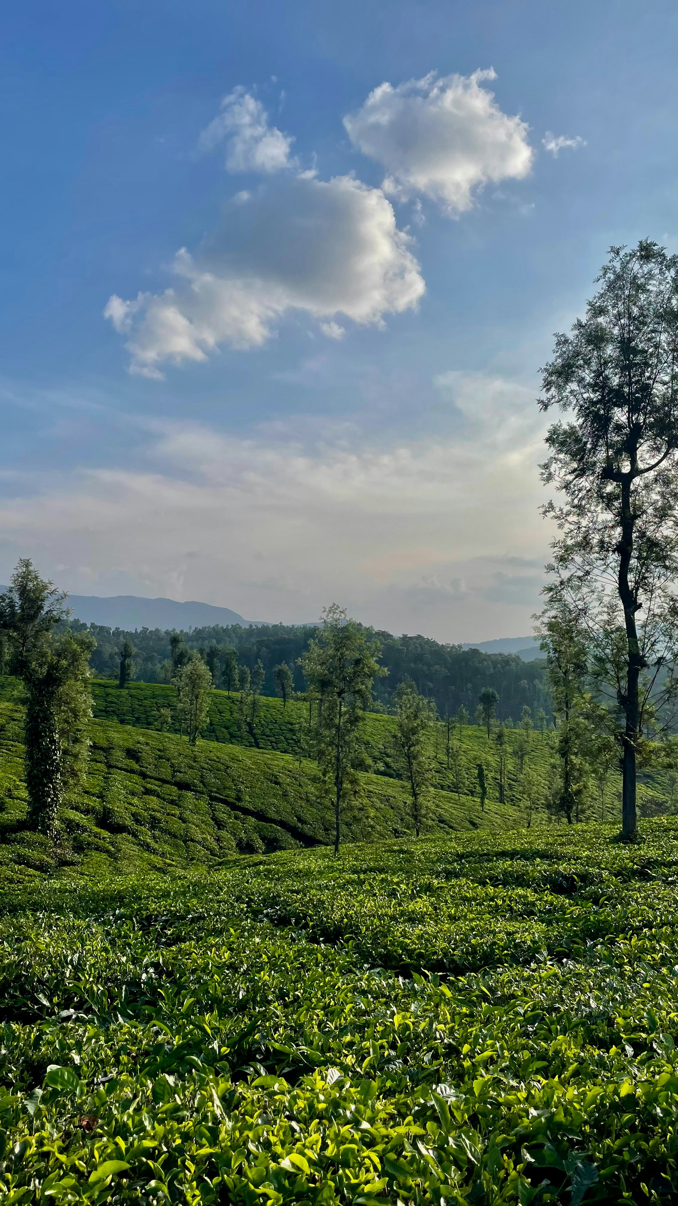 Photo by ankitha_sangankal