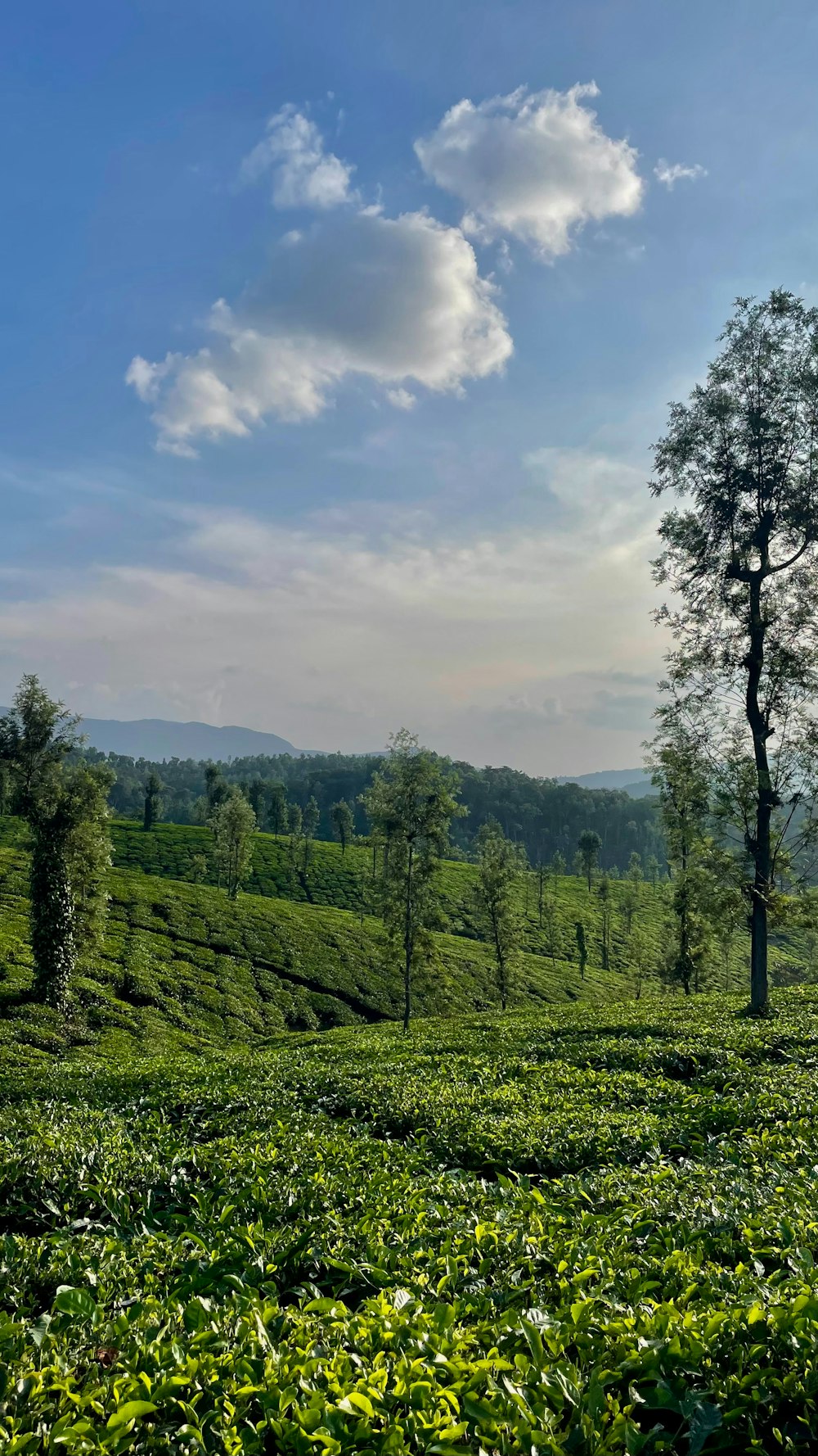 a tea plantation in the middle of the afternoon