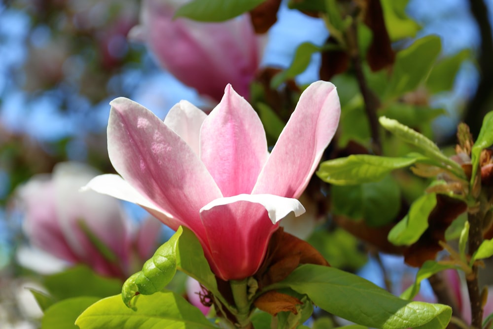 a close up of a pink flower on a tree