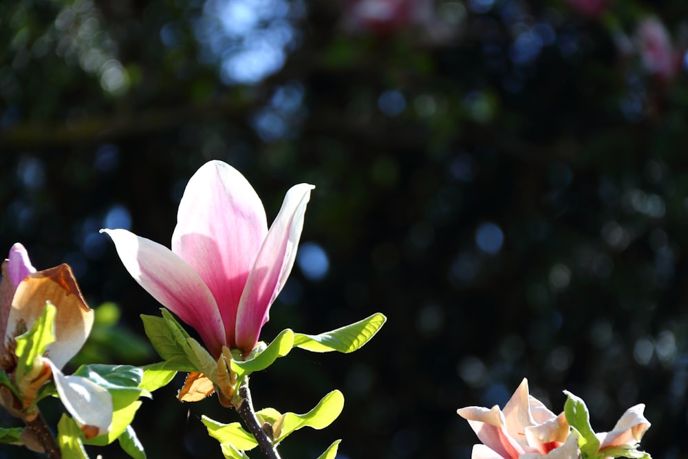 a couple of flowers that are on a tree