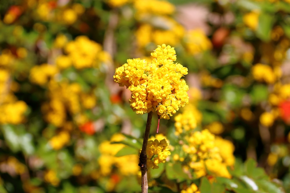 a close up of a yellow flower in a field