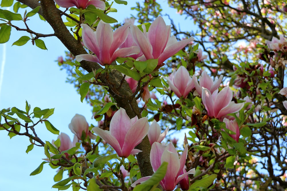 a tree with pink flowers and green leaves