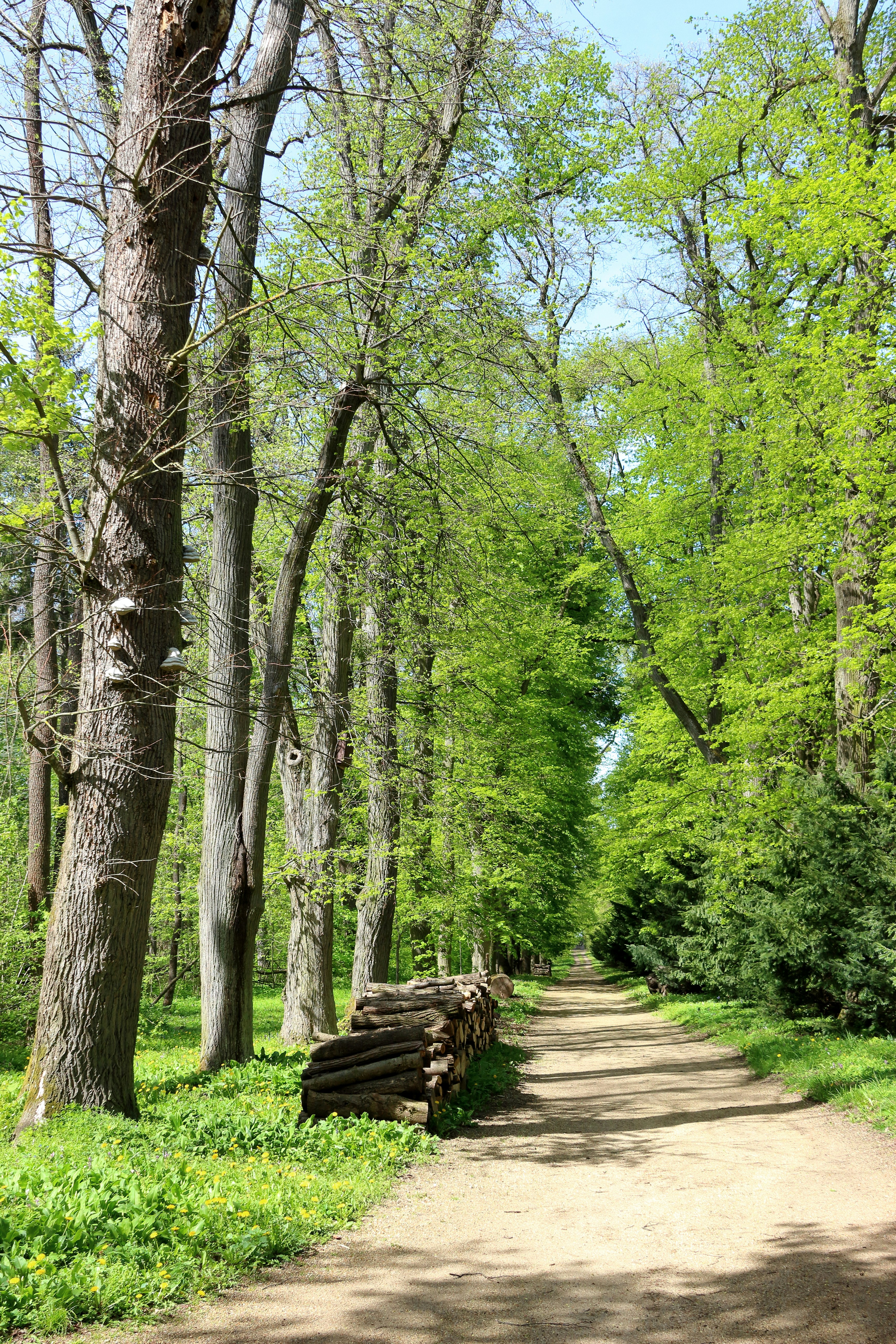 a dirt road surrounded by trees and grass