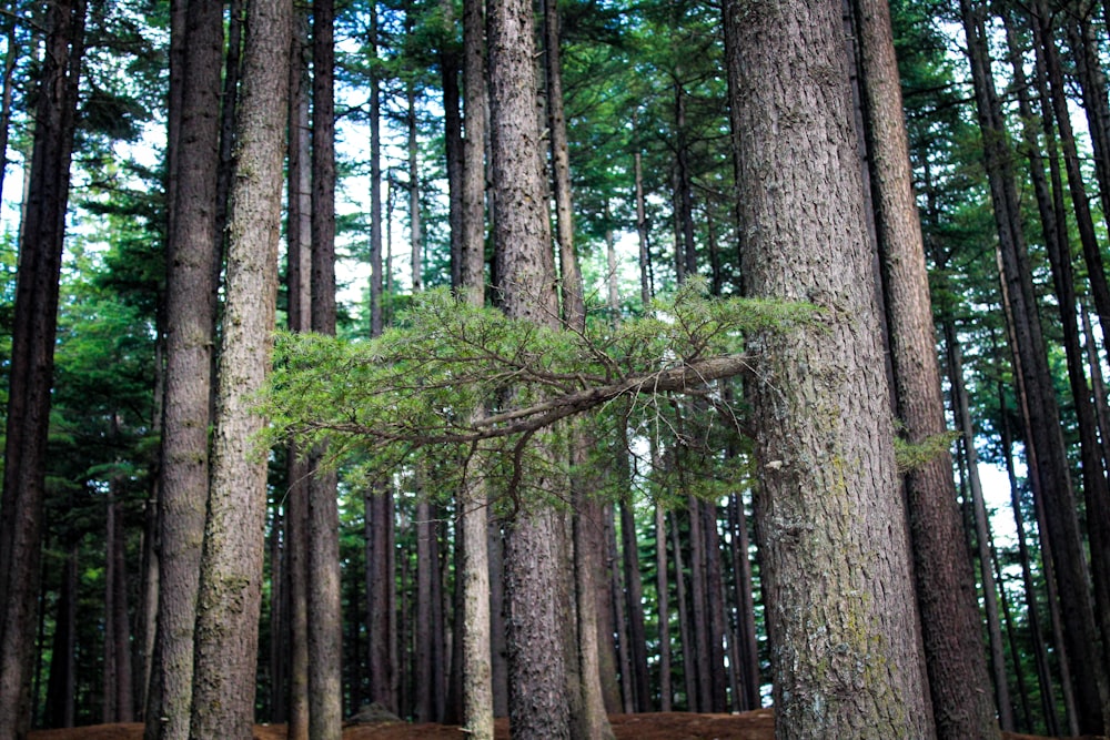 a forest filled with lots of tall trees