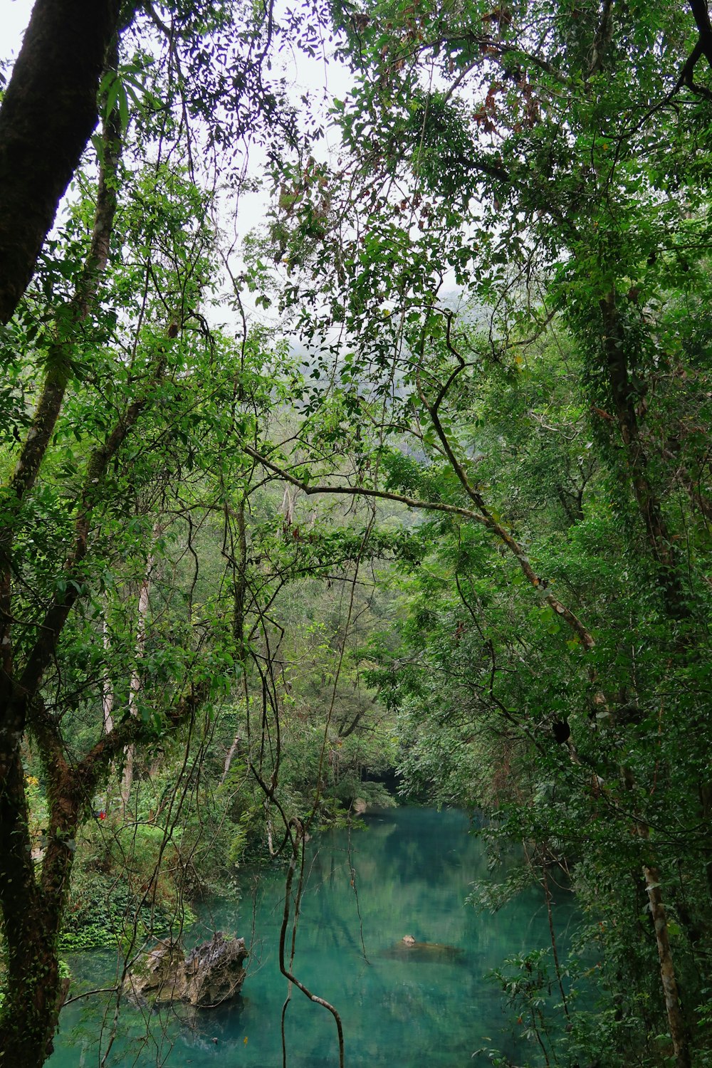 a body of water surrounded by trees and rocks