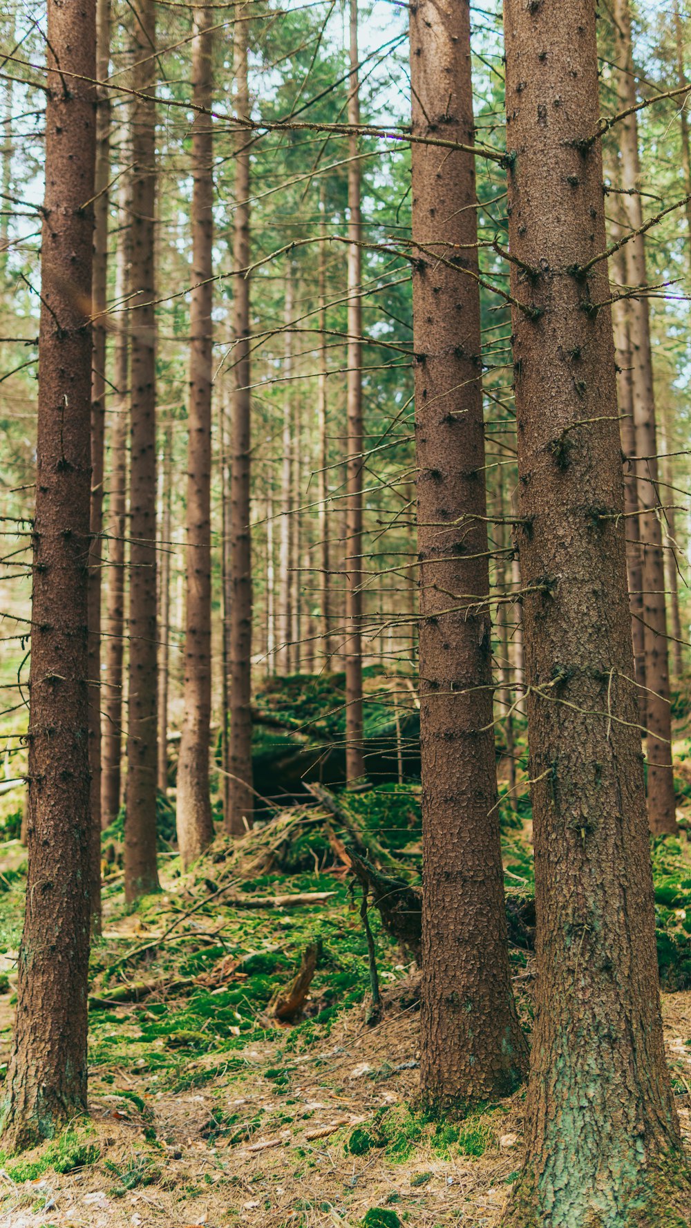 a forest filled with lots of tall trees